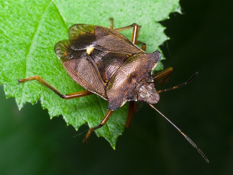 Pentatoma (Pentatoma) rufipes (Linnaeus, 1758)